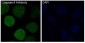 Anti-Caspase-9 CASP9 Rabbit Monoclonal Antibody